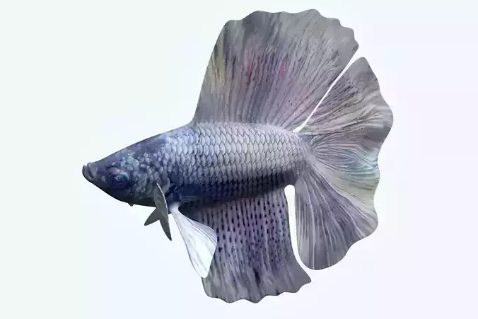 Betta Fish 3