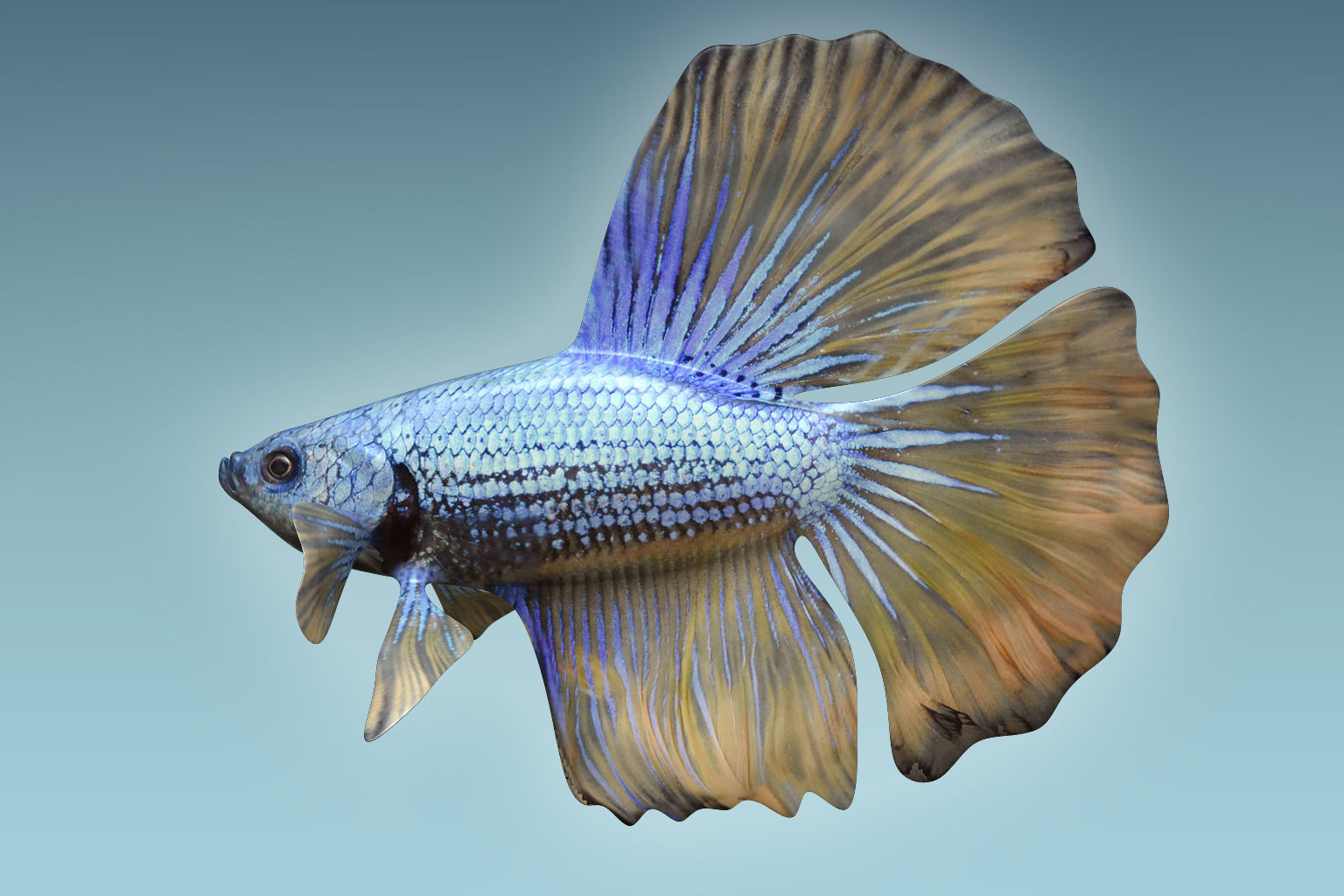 Betta Fish 4 3D model_6