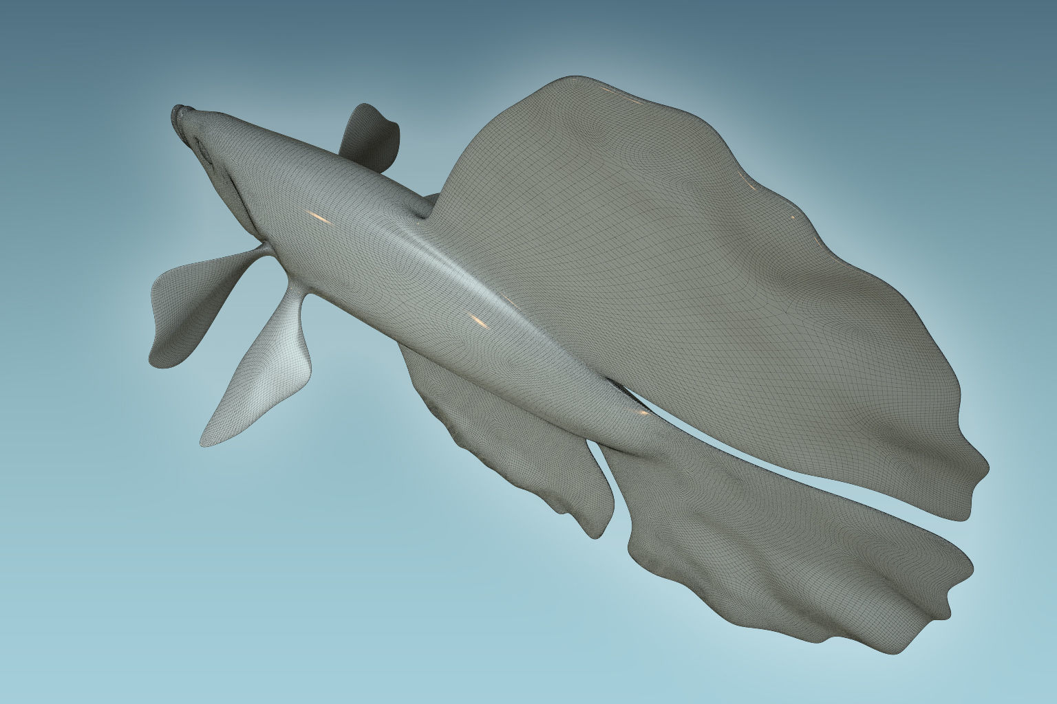 Betta Fish 4 3D model_8