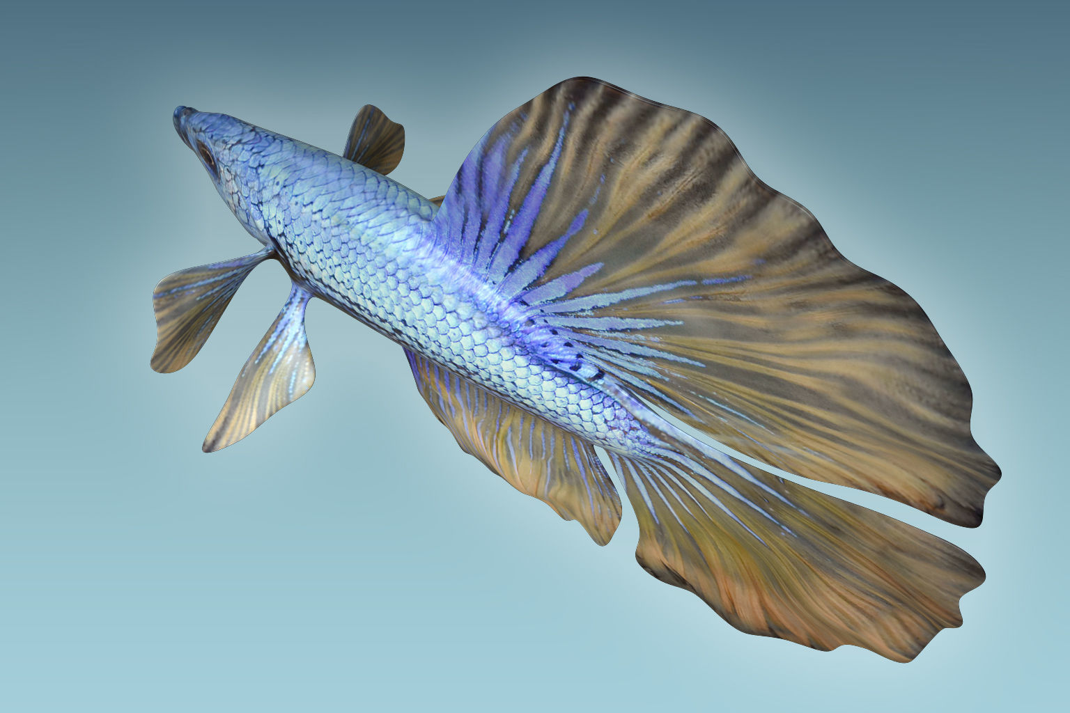 Betta Fish 4 3D model_4