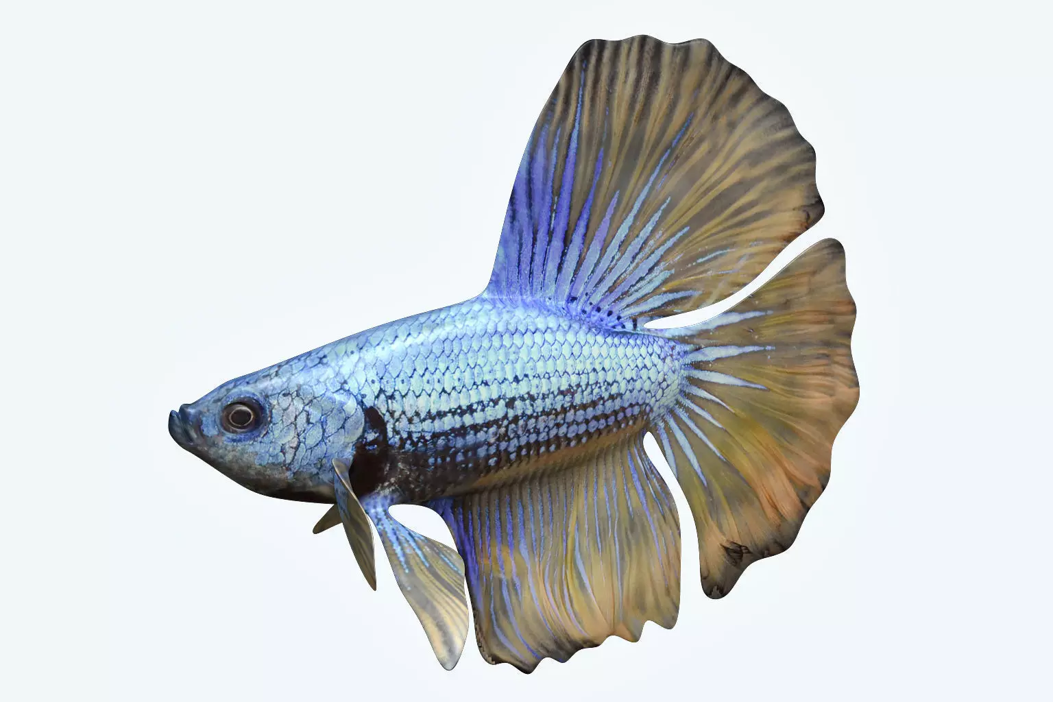 Betta Fish 4 3D model_0