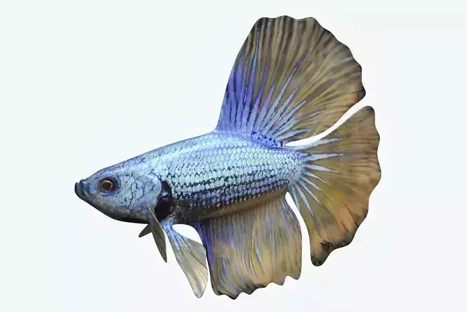 Betta Fish 4
