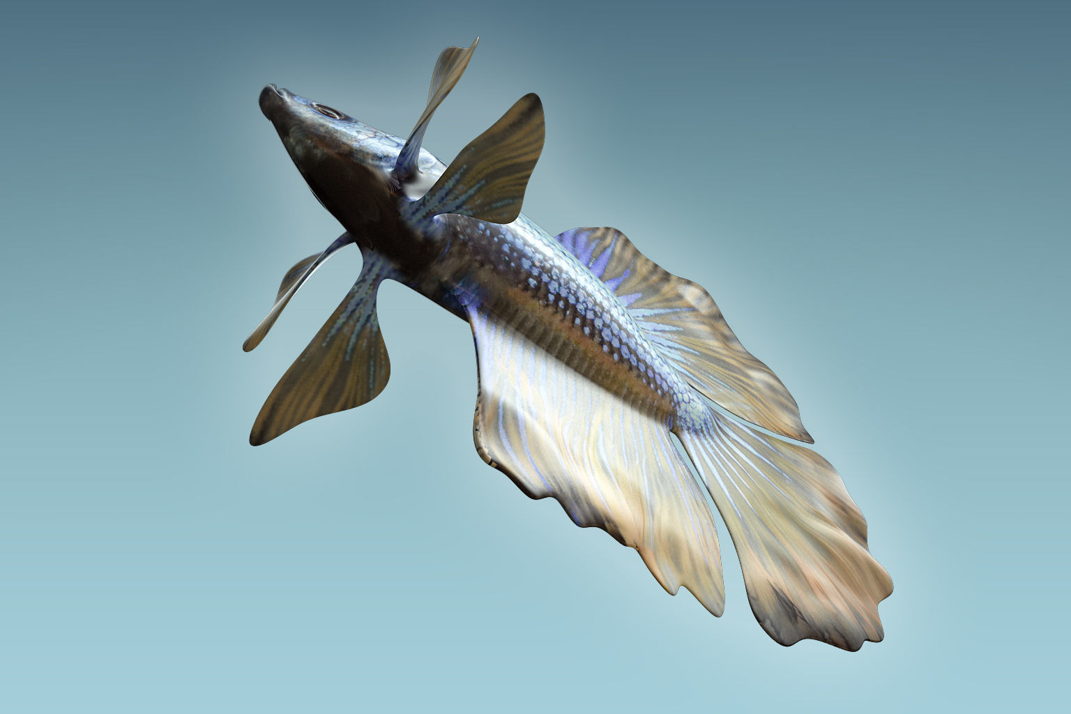 Betta Fish 4 3D model_5