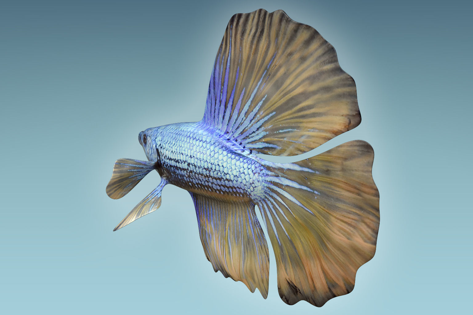 Betta Fish 4 3D model_1