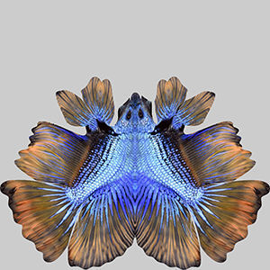 Betta Fish 4 3D model_9