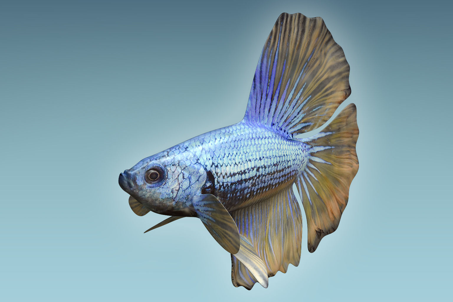 Betta Fish 4 3D model_2