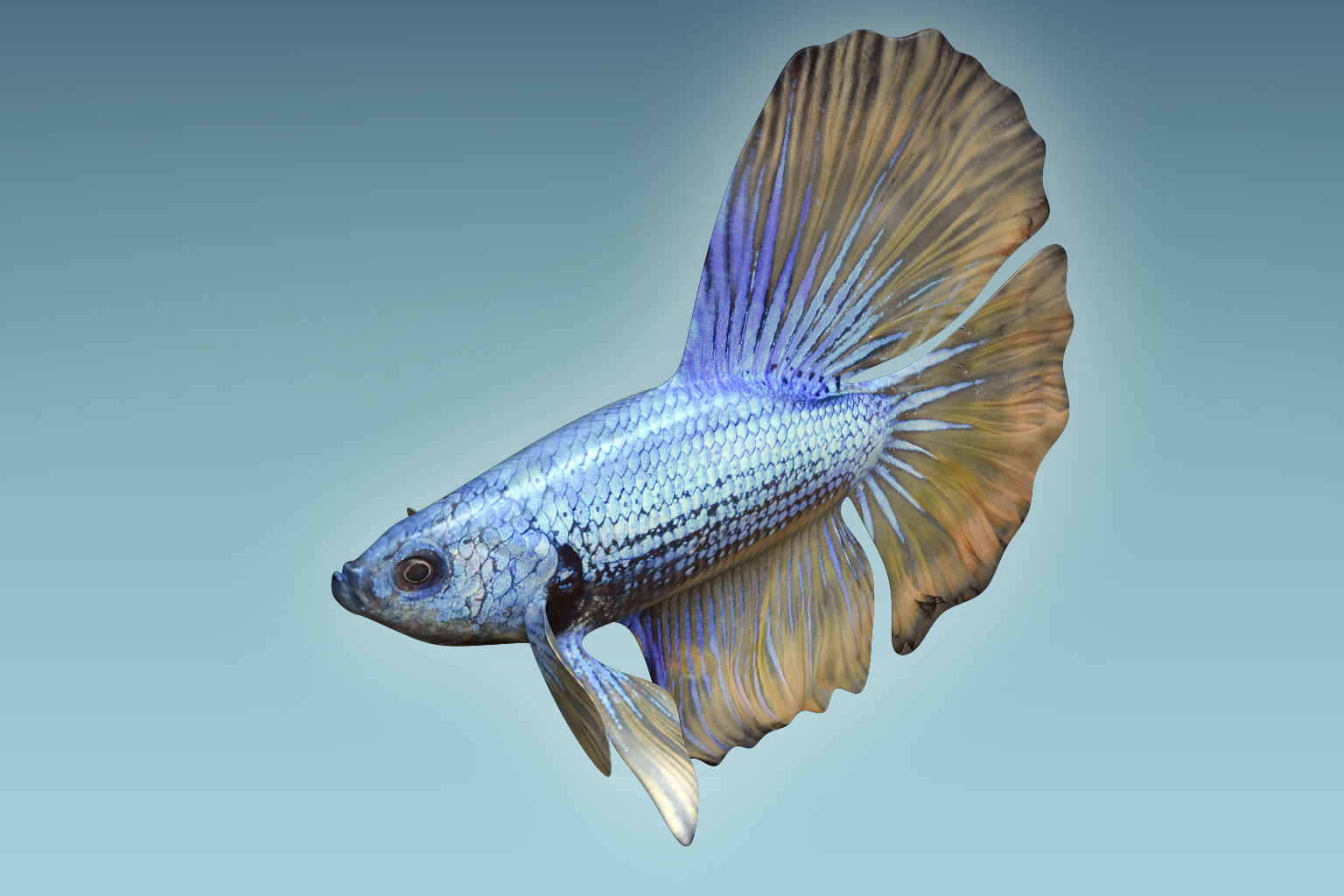 Betta Fish 4 3D model_3