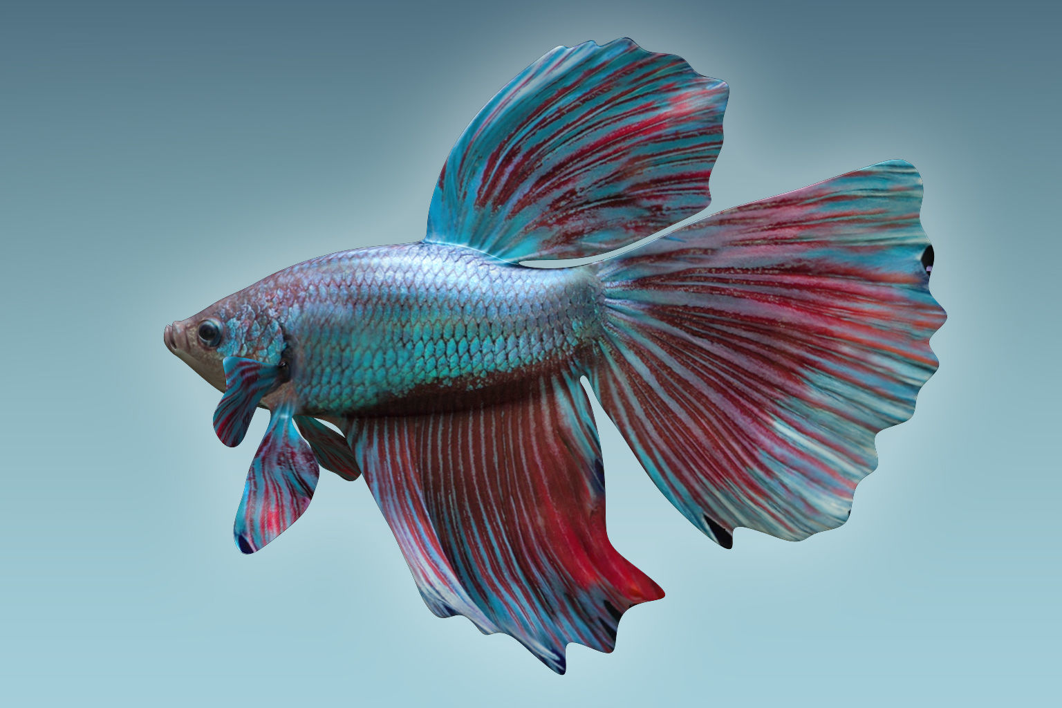 Betta Fish 5 3D model_2