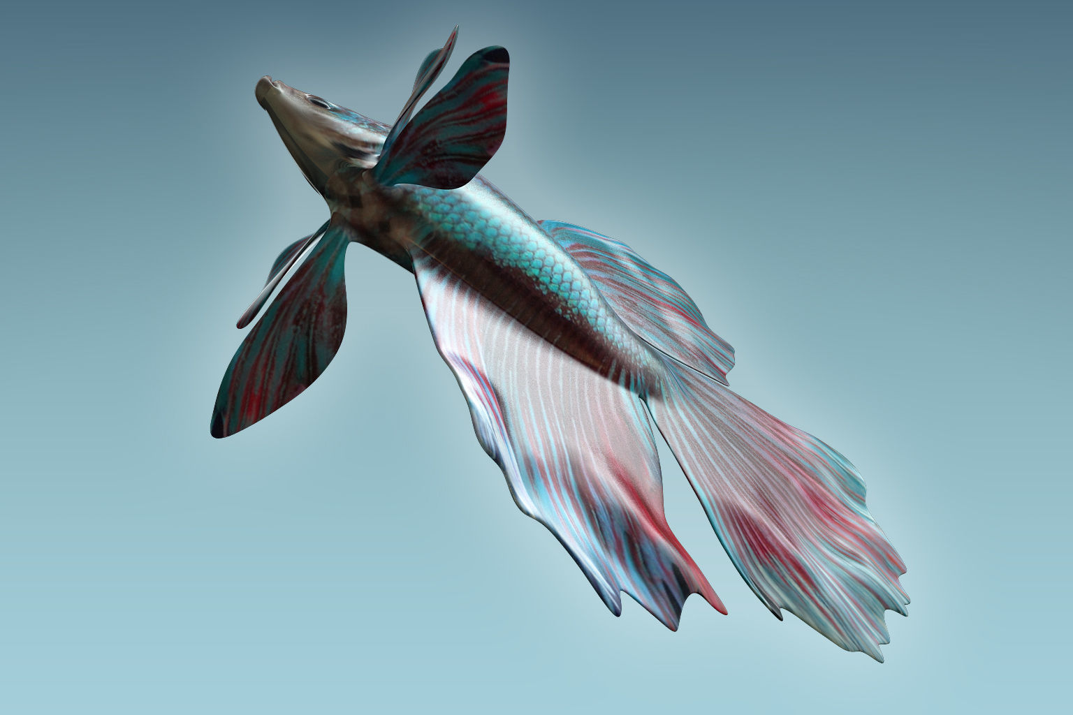 Betta Fish 5 3D model_6