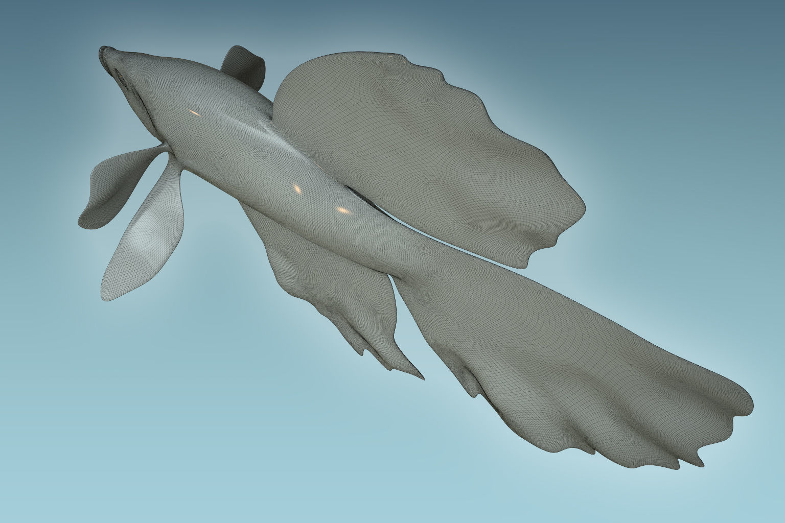 Betta Fish 5 3D model_8