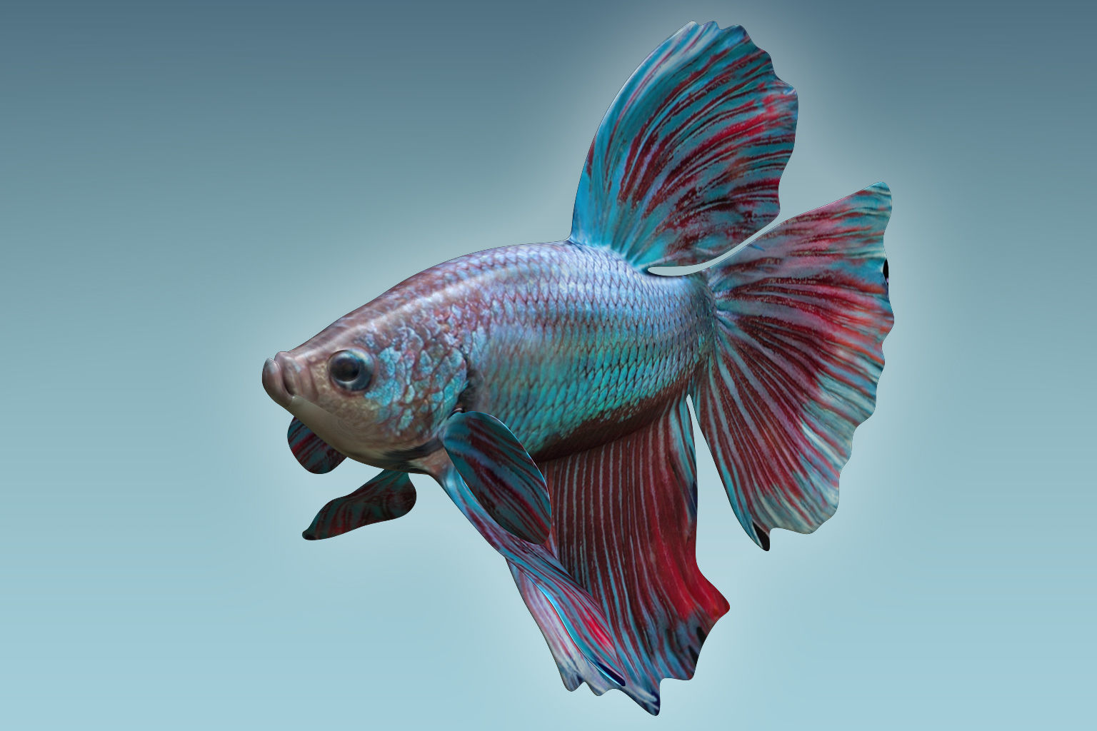 Betta Fish 5 3D model_4