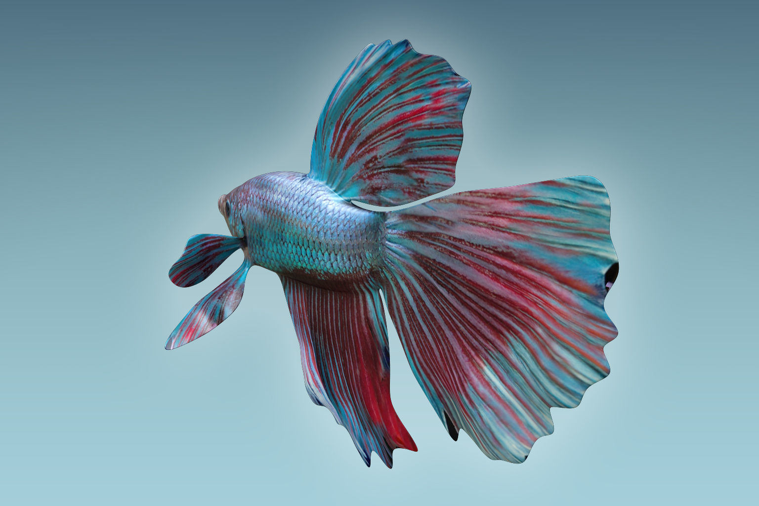 Betta Fish 5 3D model_3