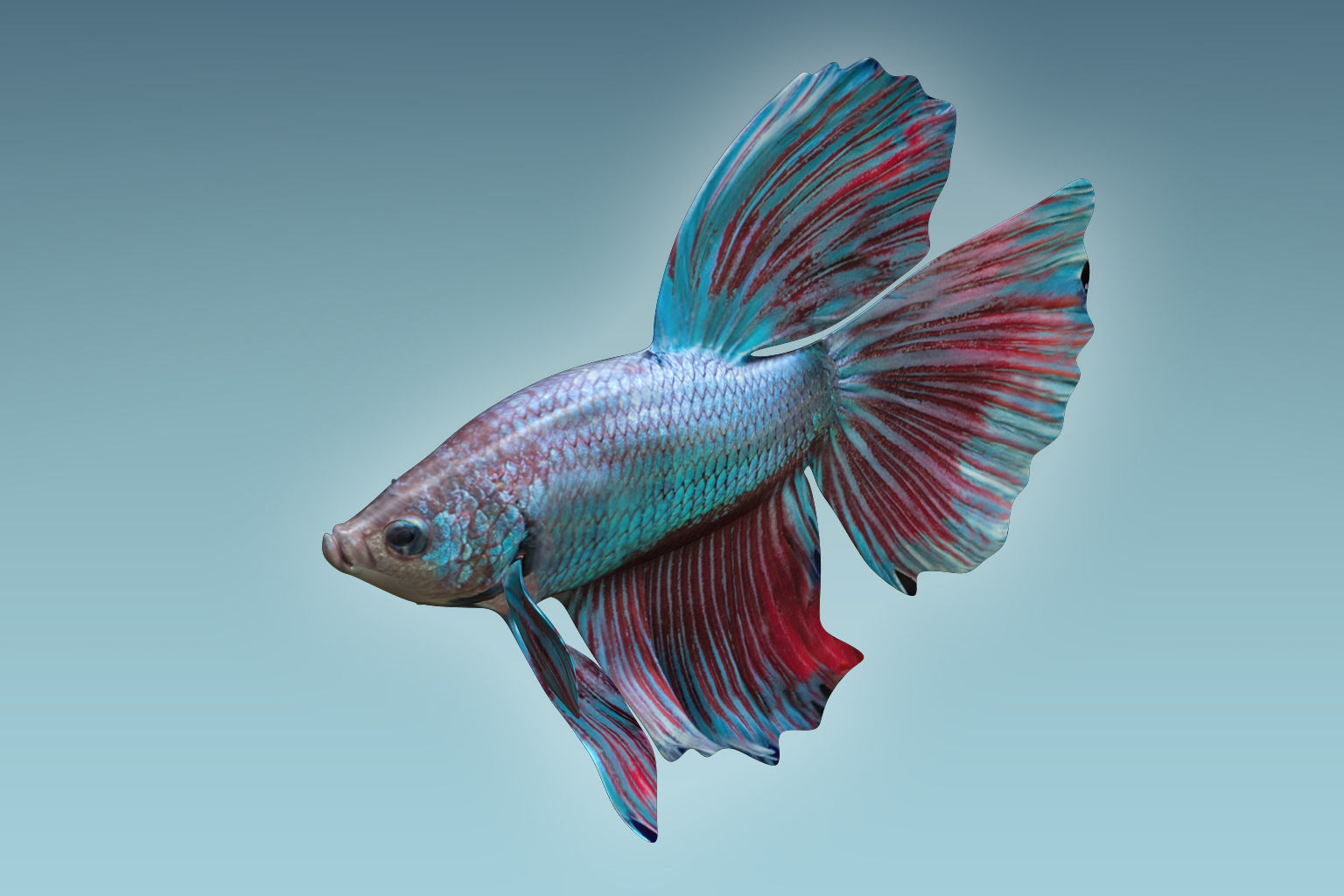Betta Fish 5 3D model_1