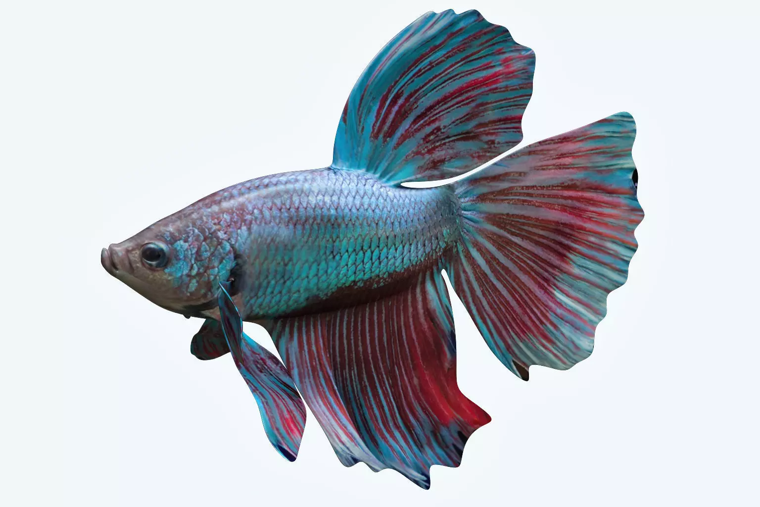 Betta Fish 5 3D model_0
