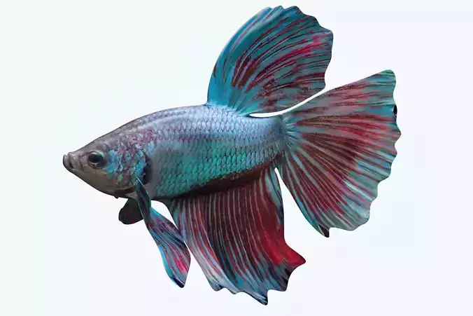 Betta Fish 5 3D model