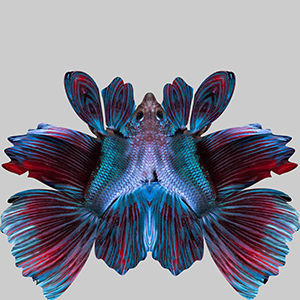 Betta Fish 5 3D model_9