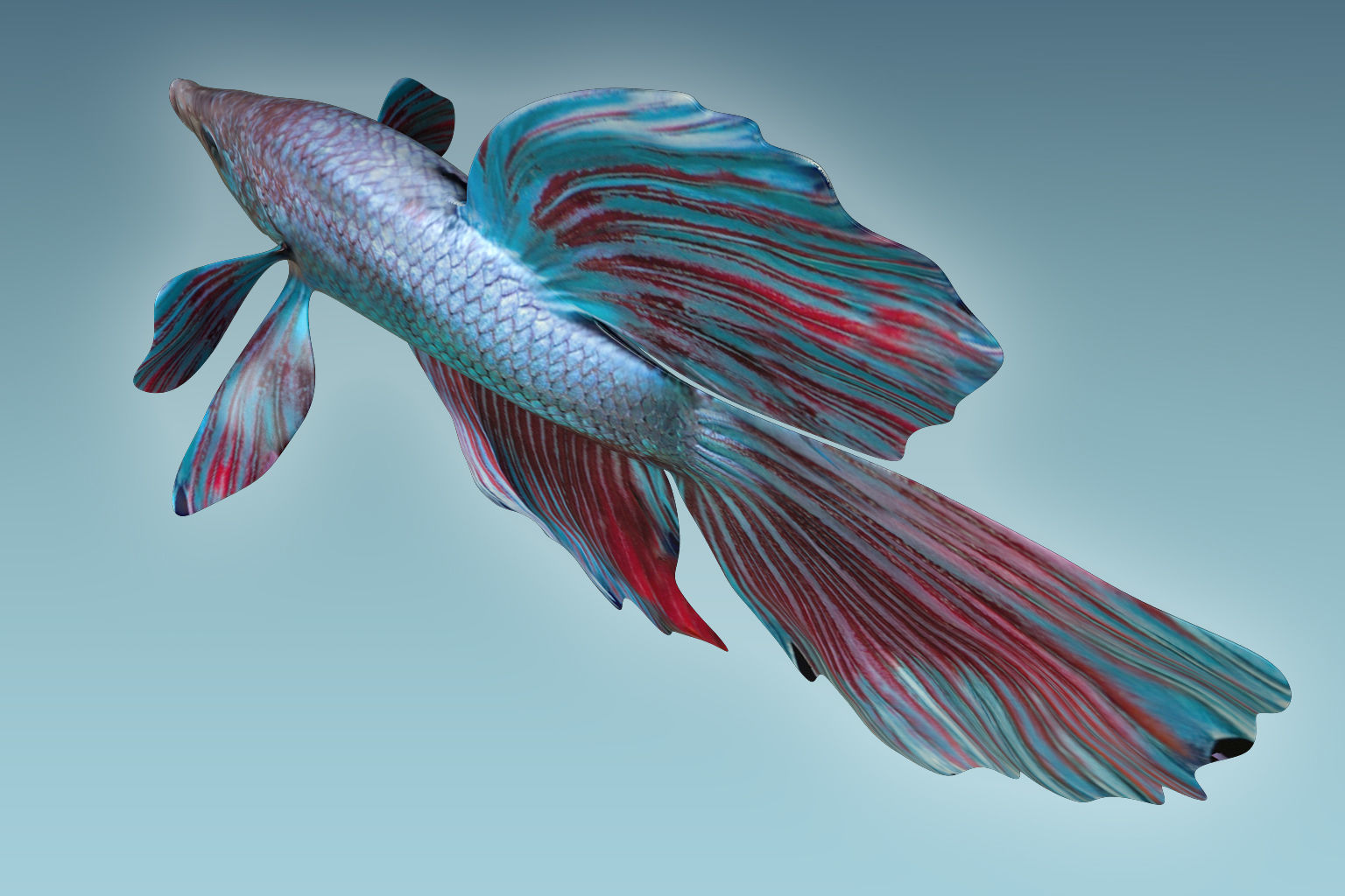 Betta Fish 5 3D model_5