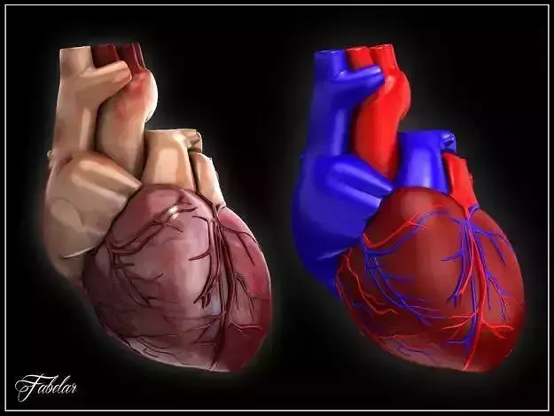 Human heart Vray