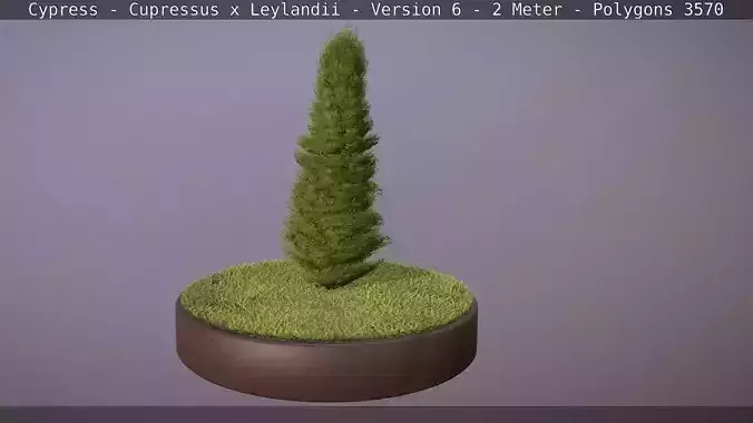 Cypress - Cupressus x Leylandii - Version 6 - 2 Meter