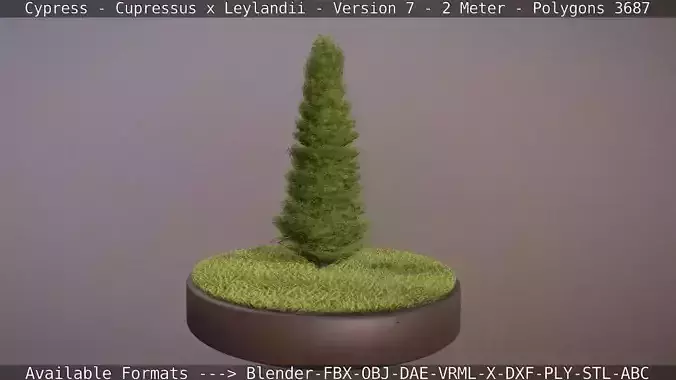 Cypress - Cupressus x Leylandii - Version 7 - 2 Meter Low-poly 3D model