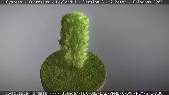 Cypress - Cupressus x Leylandii - Version 8 - 2 Meter Low-poly 3D model
