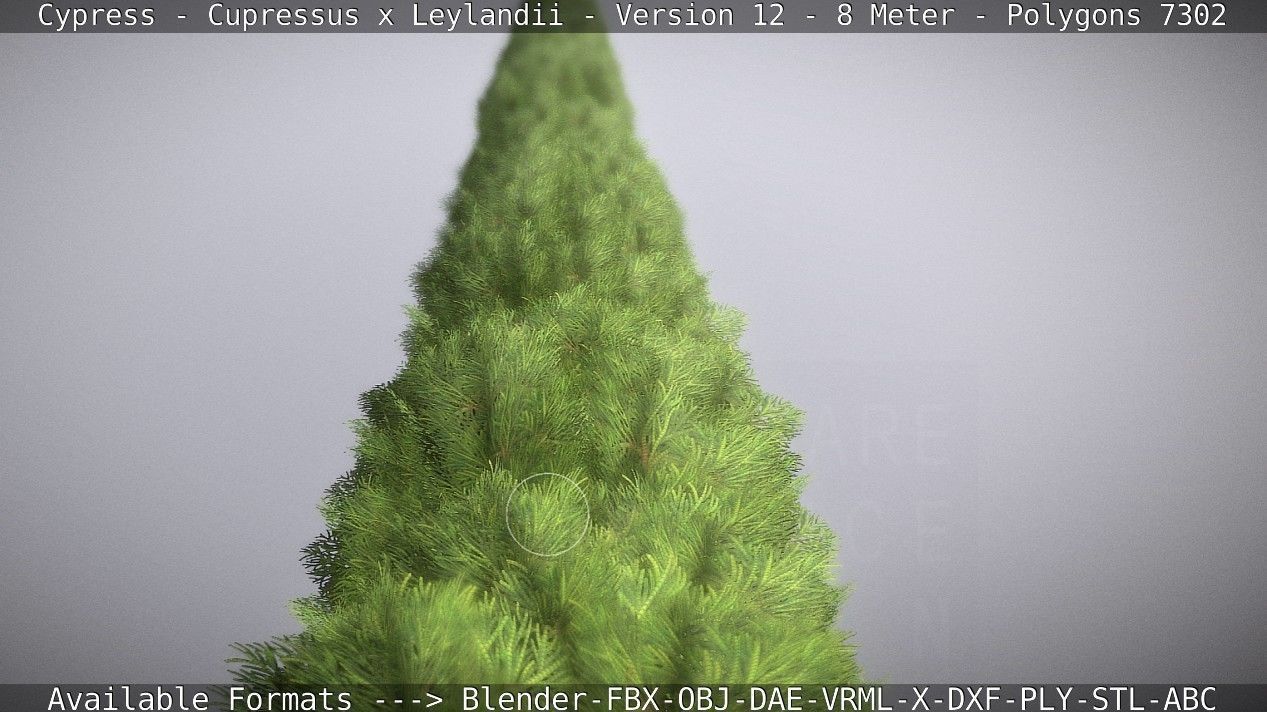 Cypress - Cupressus x Leylandii - Version 12 - 8 Meter Low-poly 3D model_39