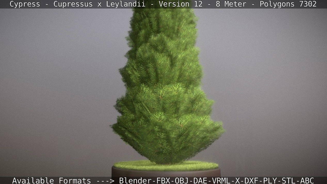 Cypress - Cupressus x Leylandii - Version 12 - 8 Meter Low-poly 3D model_31