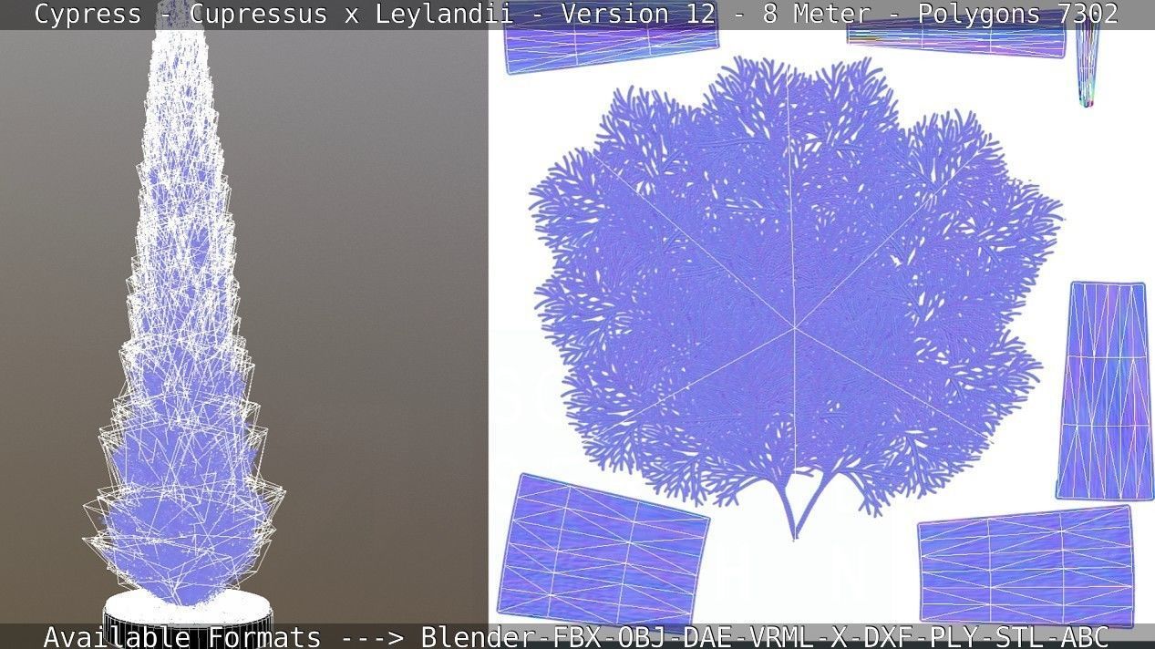 Cypress - Cupressus x Leylandii - Version 12 - 8 Meter Low-poly 3D model_6