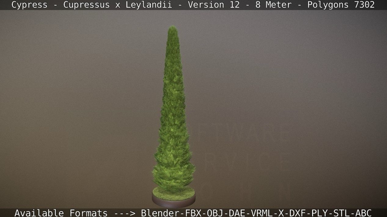 Cypress - Cupressus x Leylandii - Version 12 - 8 Meter Low-poly 3D model_22