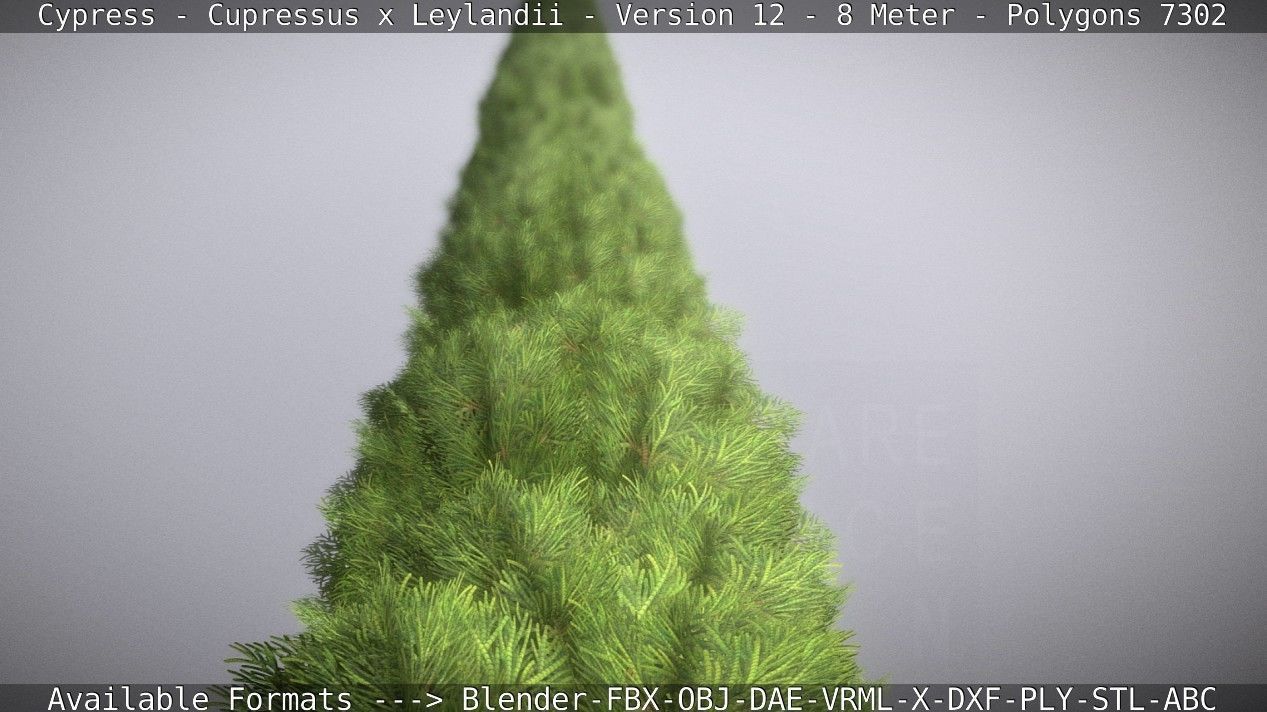 Cypress - Cupressus x Leylandii - Version 12 - 8 Meter Low-poly 3D model_41