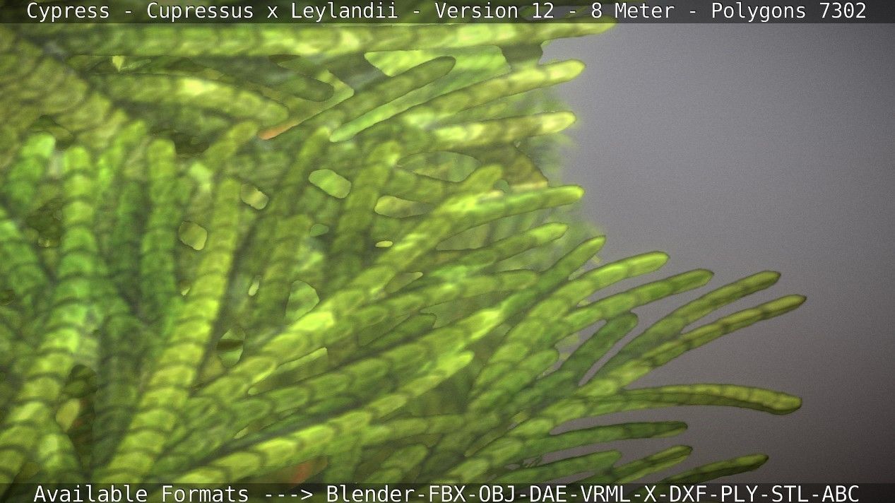 Cypress - Cupressus x Leylandii - Version 12 - 8 Meter Low-poly 3D model_54