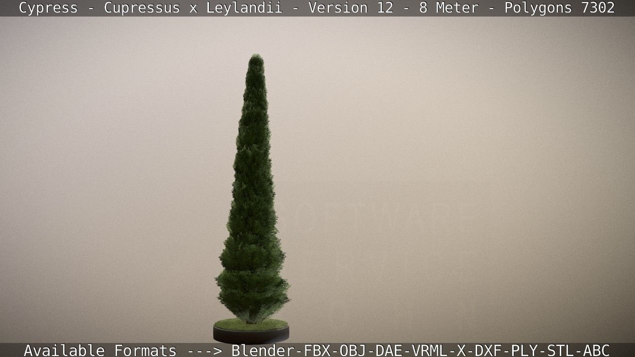 Cypress - Cupressus x Leylandii - Version 12 - 8 Meter Low-poly 3D model_24