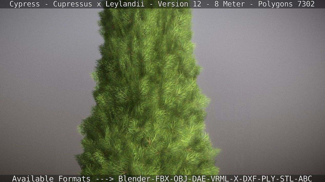Cypress - Cupressus x Leylandii - Version 12 - 8 Meter Low-poly 3D model_34