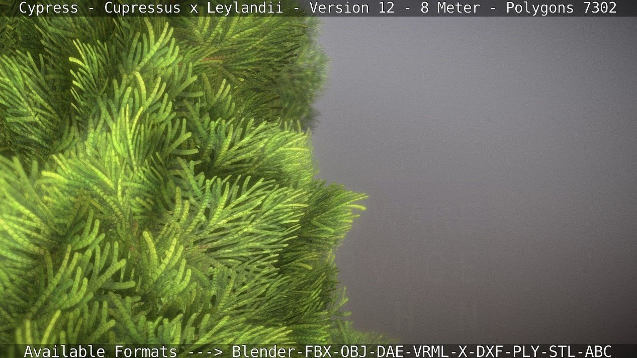 Cypress - Cupressus x Leylandii - Version 12 - 8 Meter Low-poly 3D model_58
