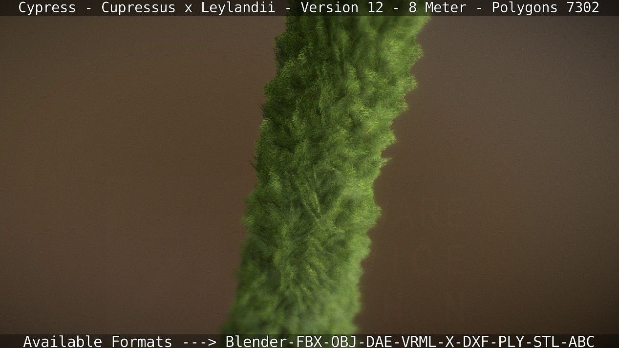Cypress - Cupressus x Leylandii - Version 12 - 8 Meter Low-poly 3D model_47