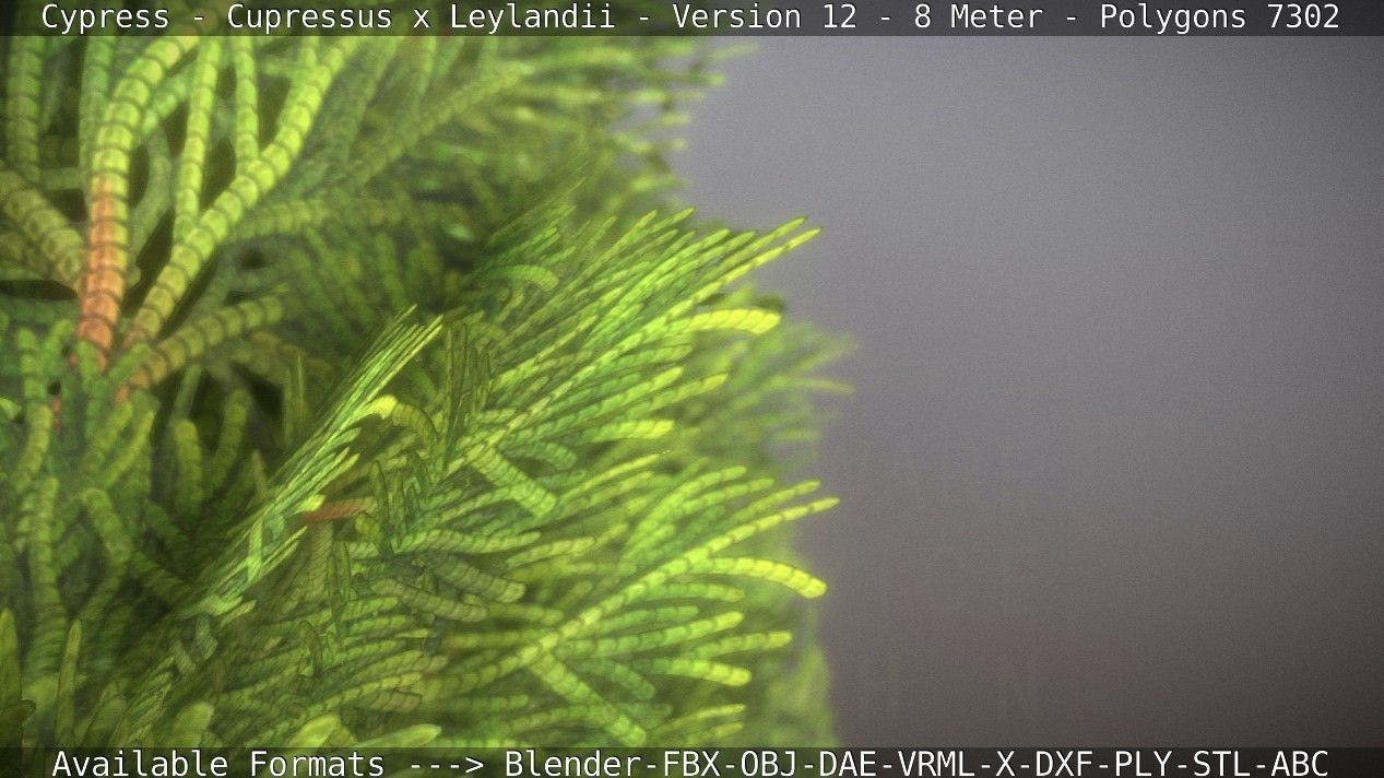 Cypress - Cupressus x Leylandii - Version 12 - 8 Meter Low-poly 3D model_53