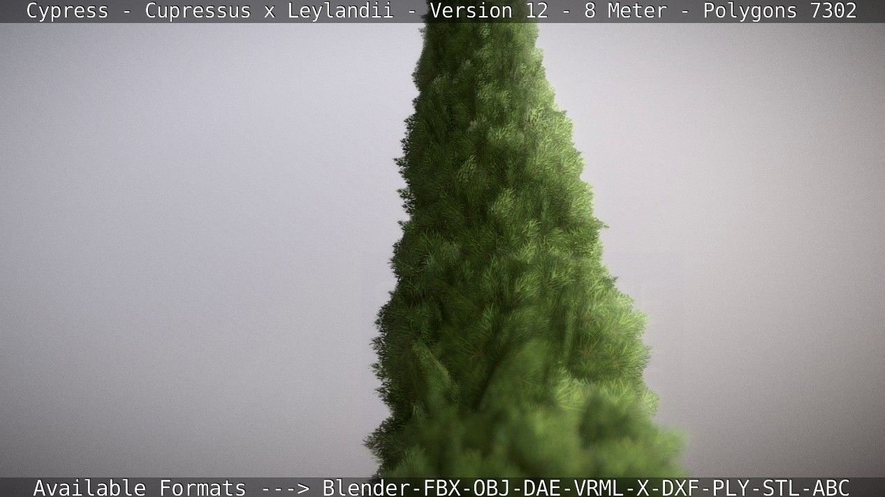 Cypress - Cupressus x Leylandii - Version 12 - 8 Meter Low-poly 3D model_12