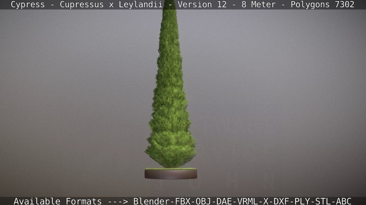 Cypress - Cupressus x Leylandii - Version 12 - 8 Meter Low-poly 3D model_86
