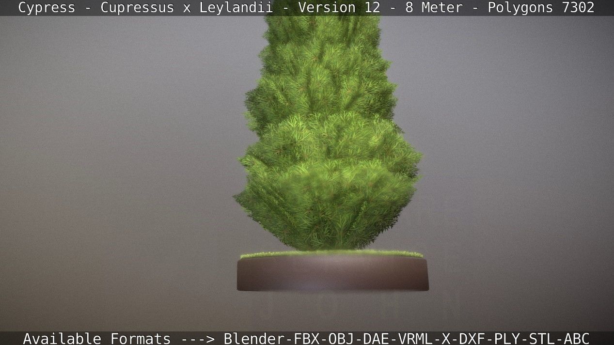 Cypress - Cupressus x Leylandii - Version 12 - 8 Meter Low-poly 3D model_59