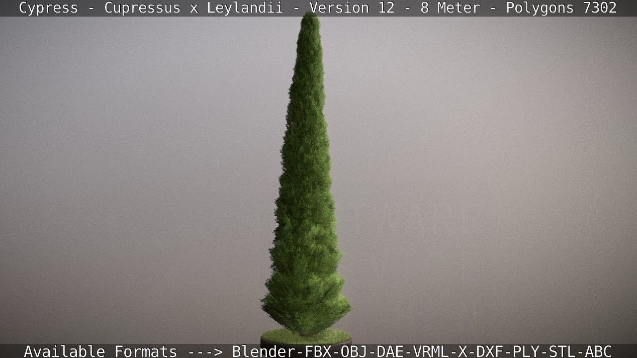 Cypress - Cupressus x Leylandii - Version 12 - 8 Meter Low-poly 3D model_26