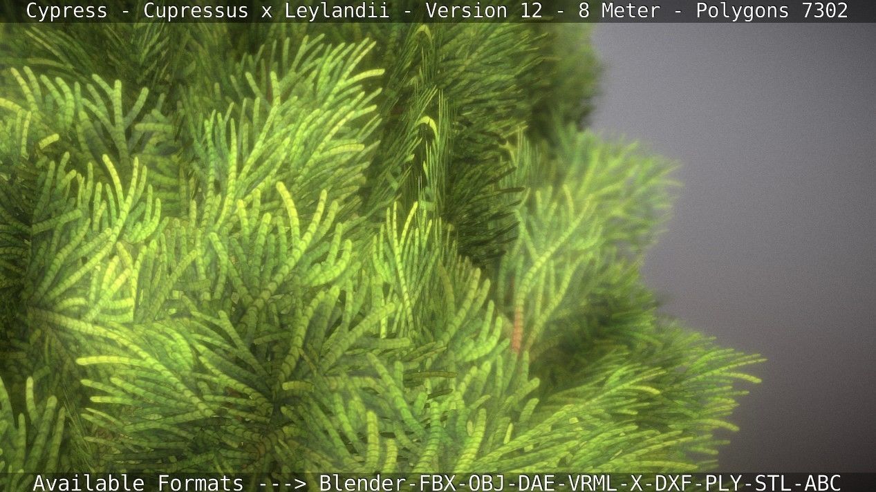 Cypress - Cupressus x Leylandii - Version 12 - 8 Meter Low-poly 3D model_2