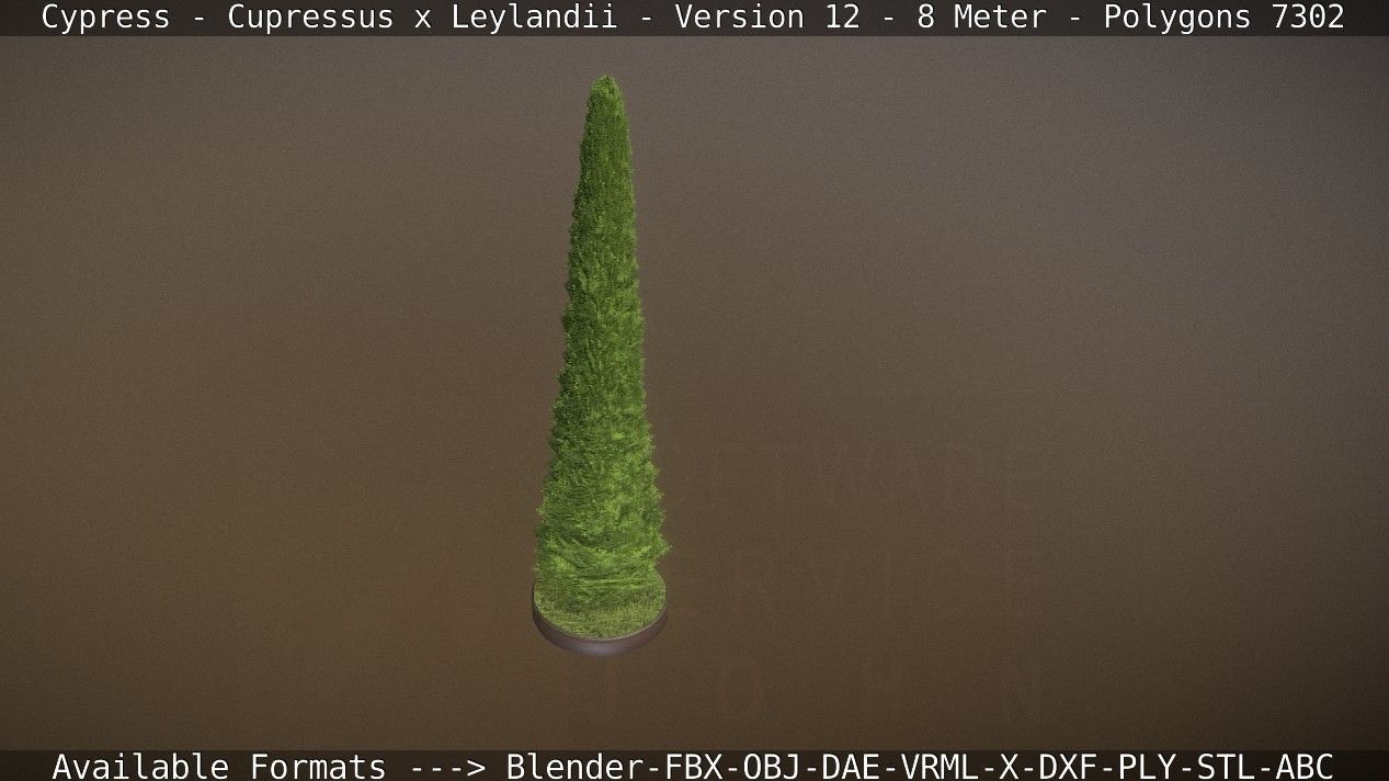 Cypress - Cupressus x Leylandii - Version 12 - 8 Meter Low-poly 3D model_79
