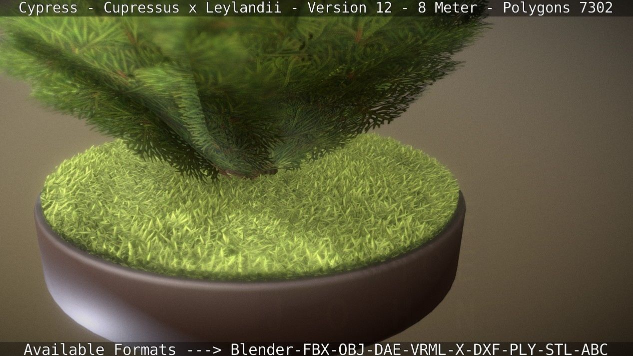 Cypress - Cupressus x Leylandii - Version 12 - 8 Meter Low-poly 3D model_68