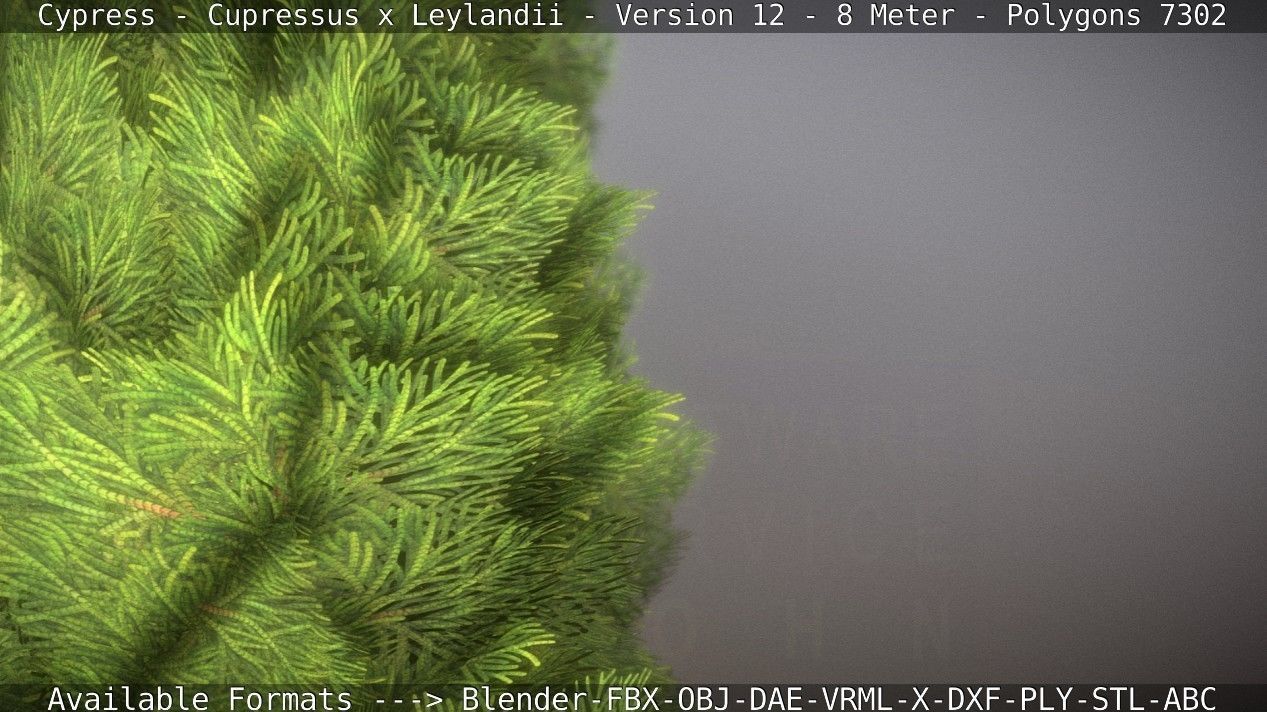 Cypress - Cupressus x Leylandii - Version 12 - 8 Meter Low-poly 3D model_60