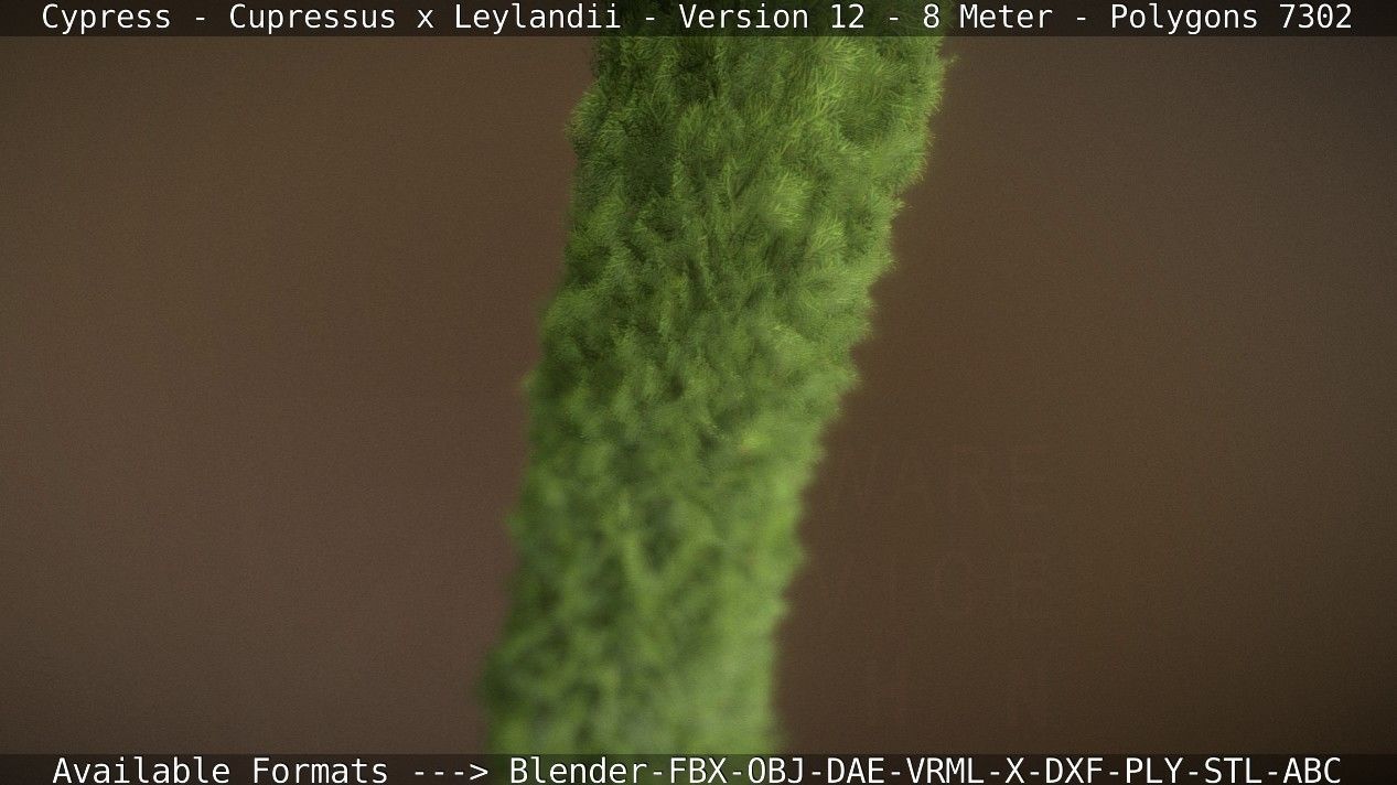 Cypress - Cupressus x Leylandii - Version 12 - 8 Meter Low-poly 3D model_46