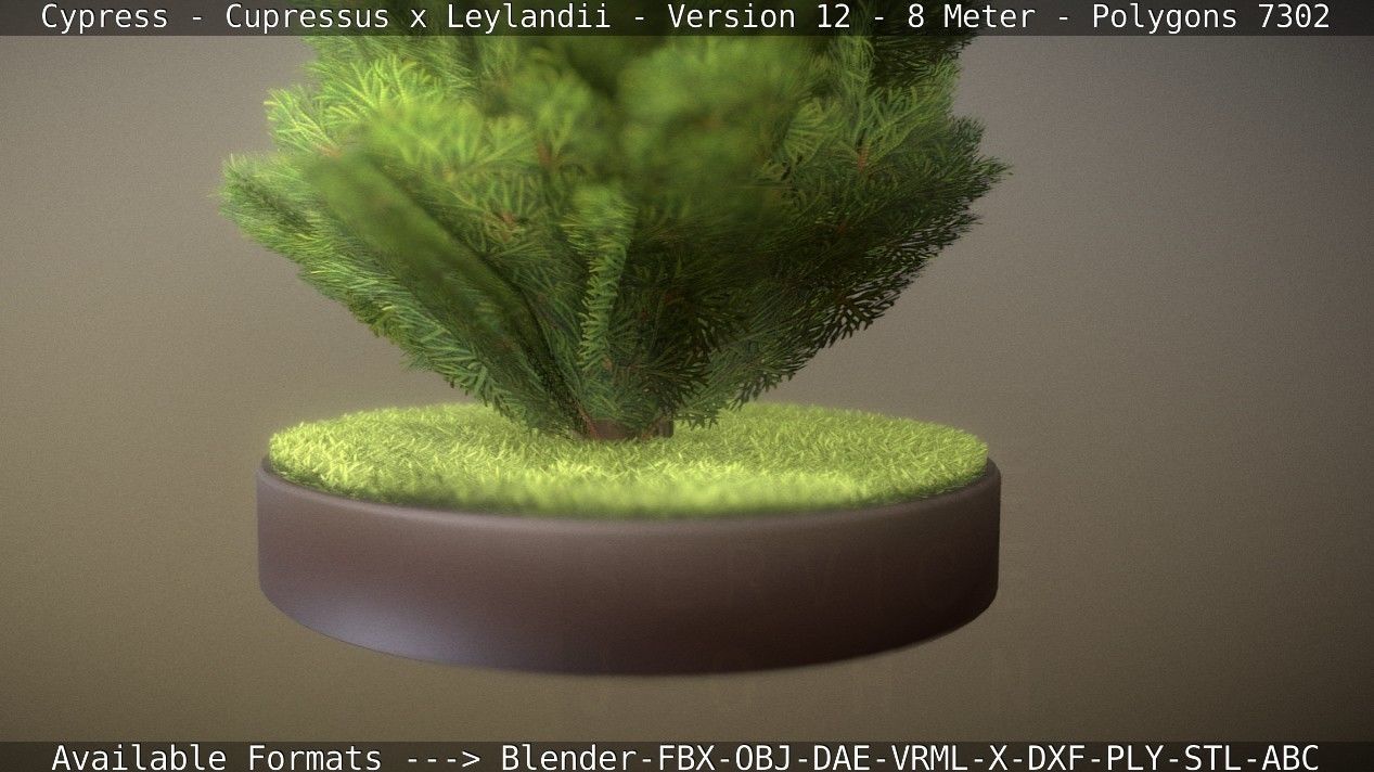 Cypress - Cupressus x Leylandii - Version 12 - 8 Meter Low-poly 3D model_71