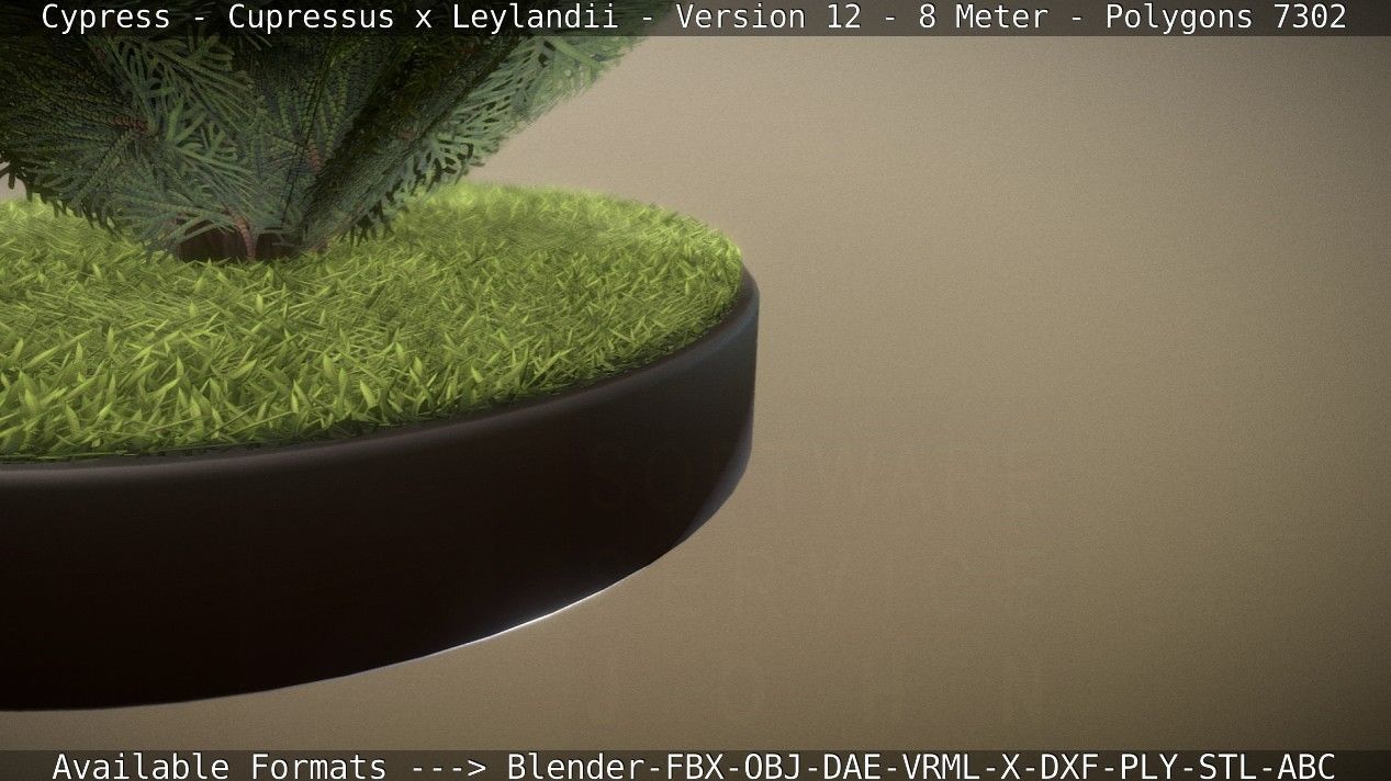 Cypress - Cupressus x Leylandii - Version 12 - 8 Meter Low-poly 3D model_69