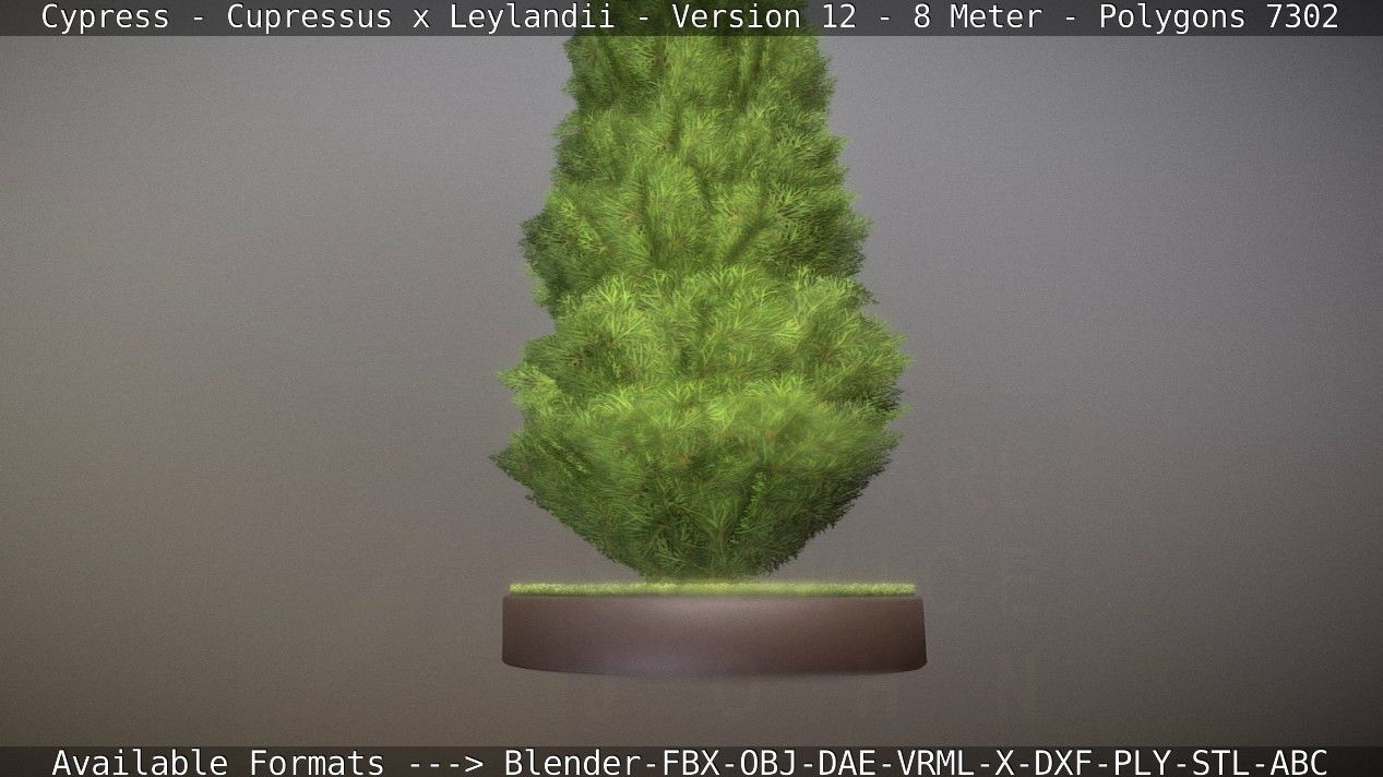Cypress - Cupressus x Leylandii - Version 12 - 8 Meter Low-poly 3D model_15