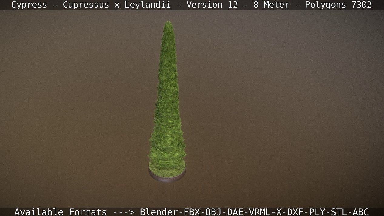 Cypress - Cupressus x Leylandii - Version 12 - 8 Meter Low-poly 3D model_77