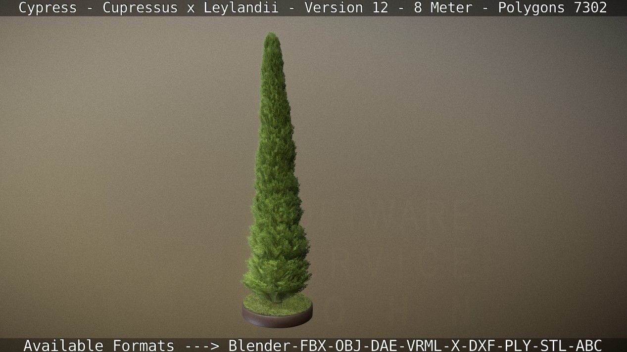Cypress - Cupressus x Leylandii - Version 12 - 8 Meter Low-poly 3D model_83